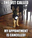 the-vet-called-my-appointment-is-cancelled-german-shepherd-memes.jpg