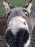 Donkey 2.jpg
