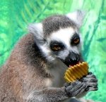 lemur crisp.jpg