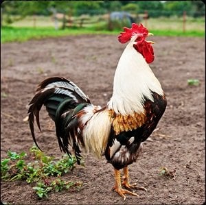 One-Clue-Crossword-Chicken-Cockerel.jpg