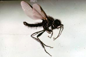 natural-Hawthorn-Fly.jpg