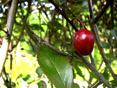 prunus-cerasifera-nigra2.jpg