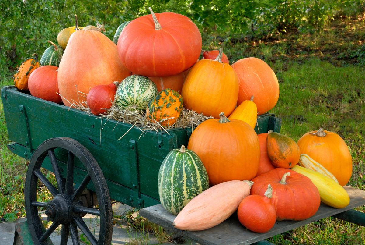 1200-92954845-colorful-batch-of-pumpkins.jpg